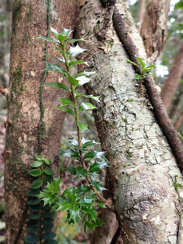アマミヒイラギモチ