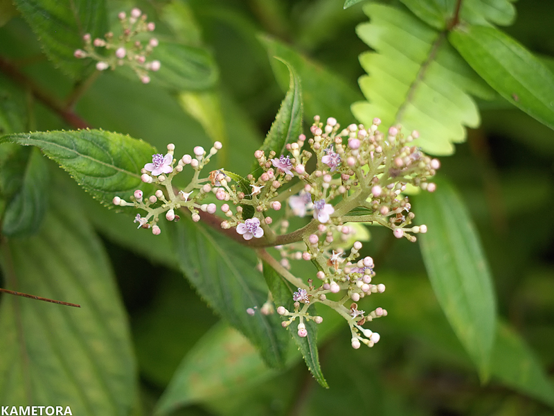 アマミクサアジサイ