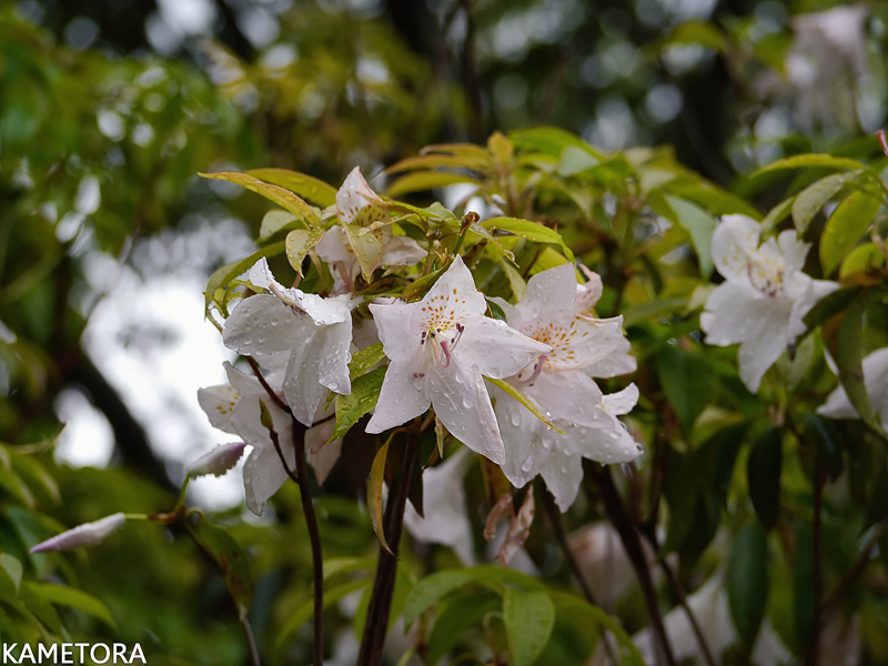 アマミセイシカ