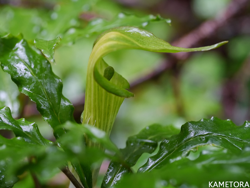 アマミテンナンショウ