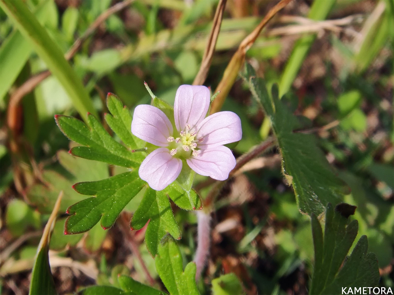 アメリカフウロ