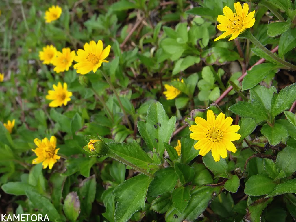 アメリカハマグルマ