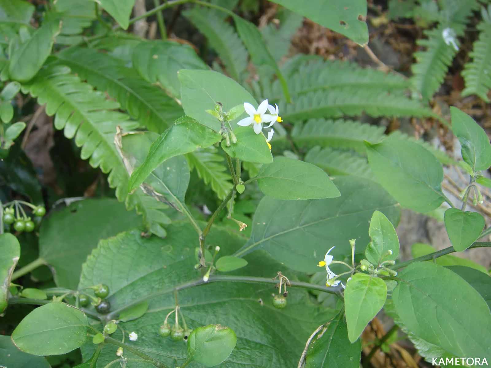 アメリカイヌホオズキ