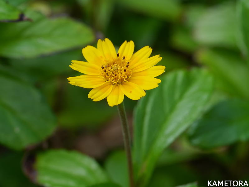 アメリカクルマバナ