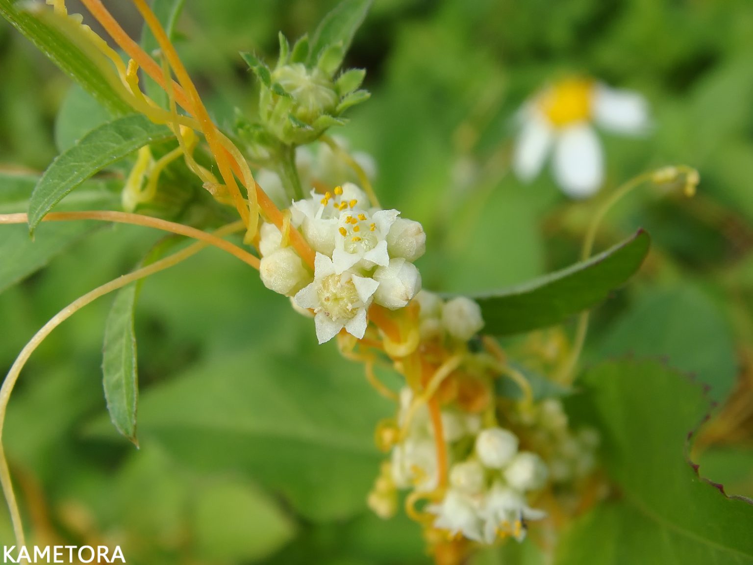 アメリカネナシカズラ
