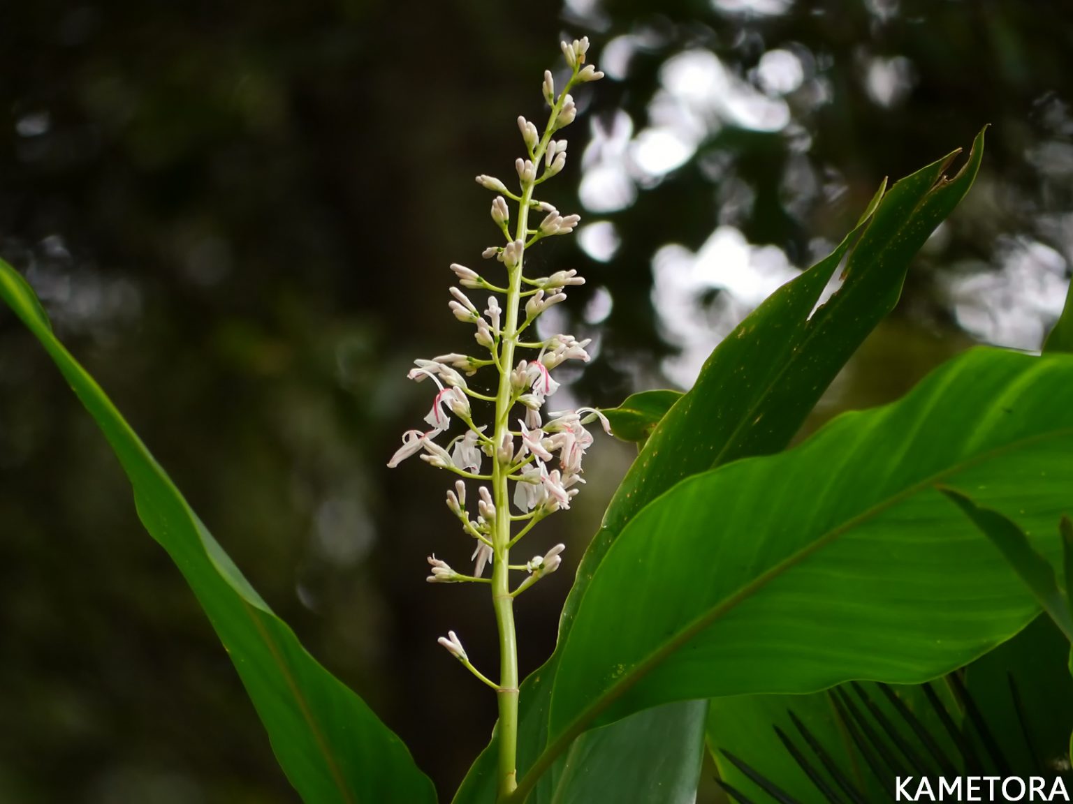アオノクマタケラン
