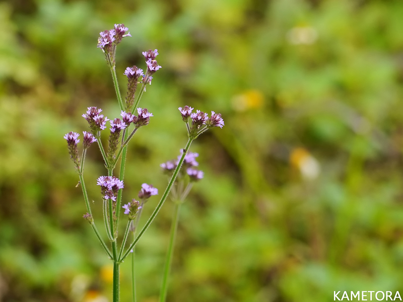 アレチハナガサ