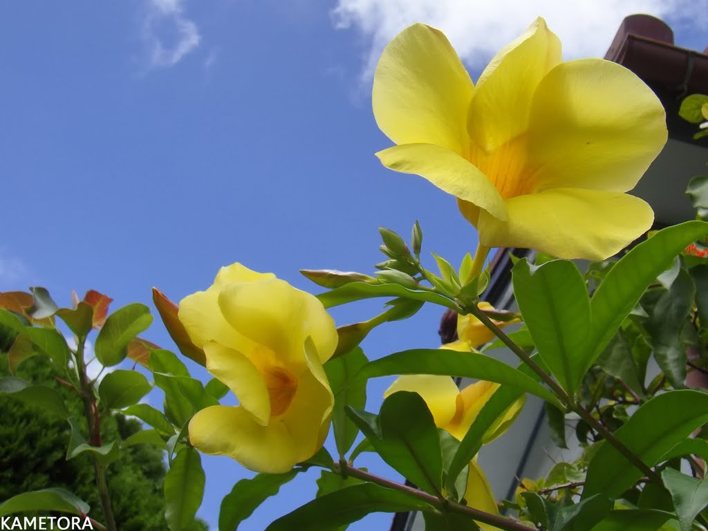 アリアケカズラ（アラマンダ）