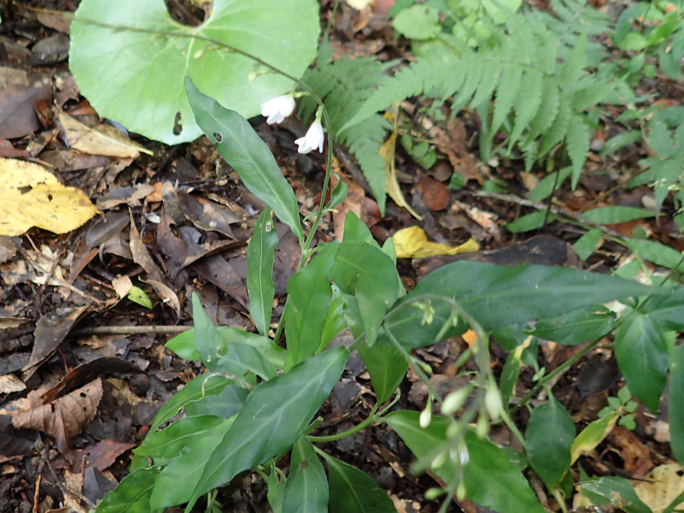 アリモリソウ（有盛草）/ 四角い茎に対生する深緑色の葉と、白い花冠に赤い蜜標をもつ小さな花。草丈20〜60cm。/ 奄美の薄暗い林内や湿った渓谷沿いに自生する多年草。