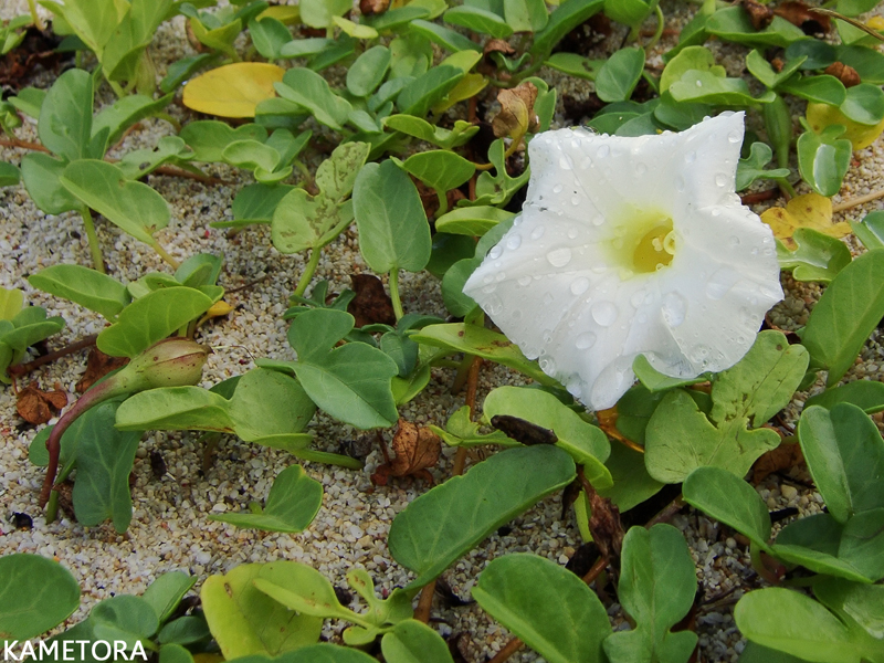 アツバアサガオ