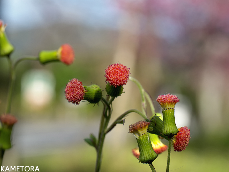 ベニバナボロギク