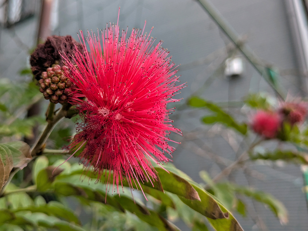 奄美大島の民家庭先に植栽されたベニコウガン。鮮やかな赤色の糸状の雄しべが球状に集まった花と、細かく密な羽状の葉が特徴的。樹高は約2mで、南国の青空に映える開花の様子。