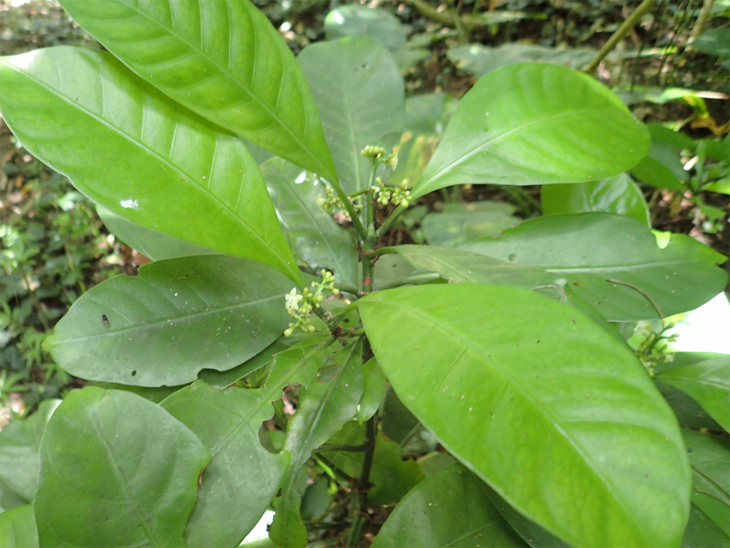 ボチョウジ（リュウキュウアオキ）