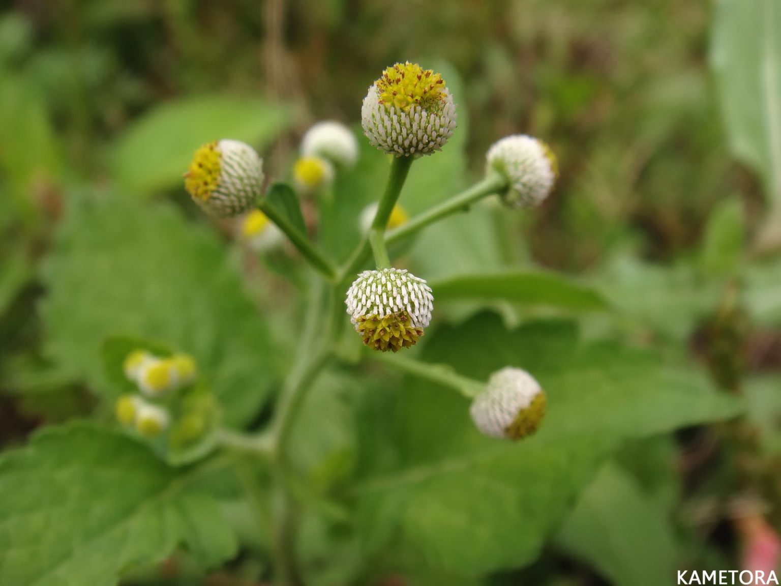 ブクリョウサイ