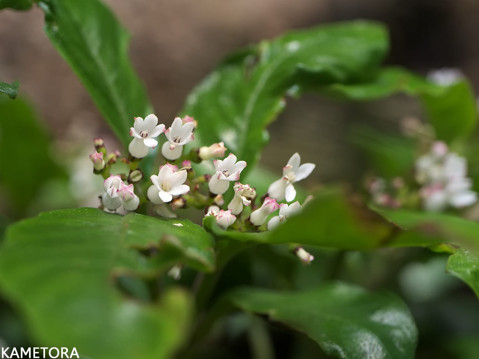 チャボイナモリ