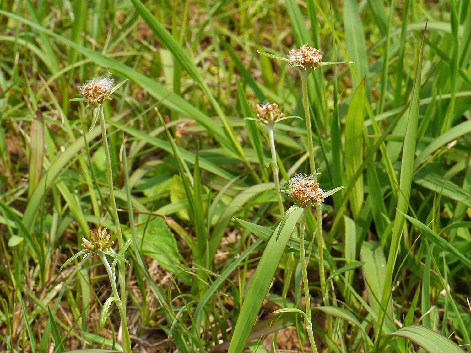 奄美大島に自生するチチコグサ（父子草）。茎の先端に茶褐色の小さな頭花が密集し、その下に星形の苞葉が放射状に広がっている