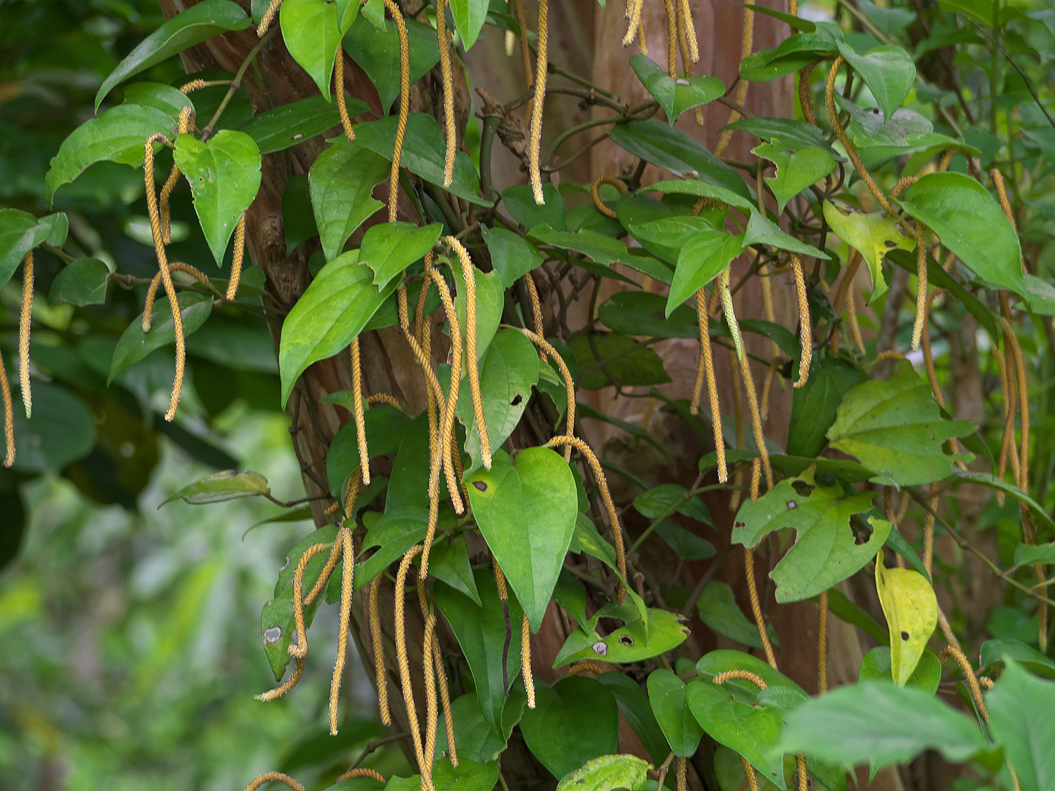 フウトウカズラ