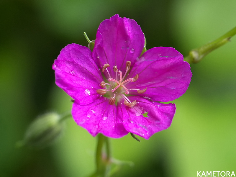 ゲンノショウコ