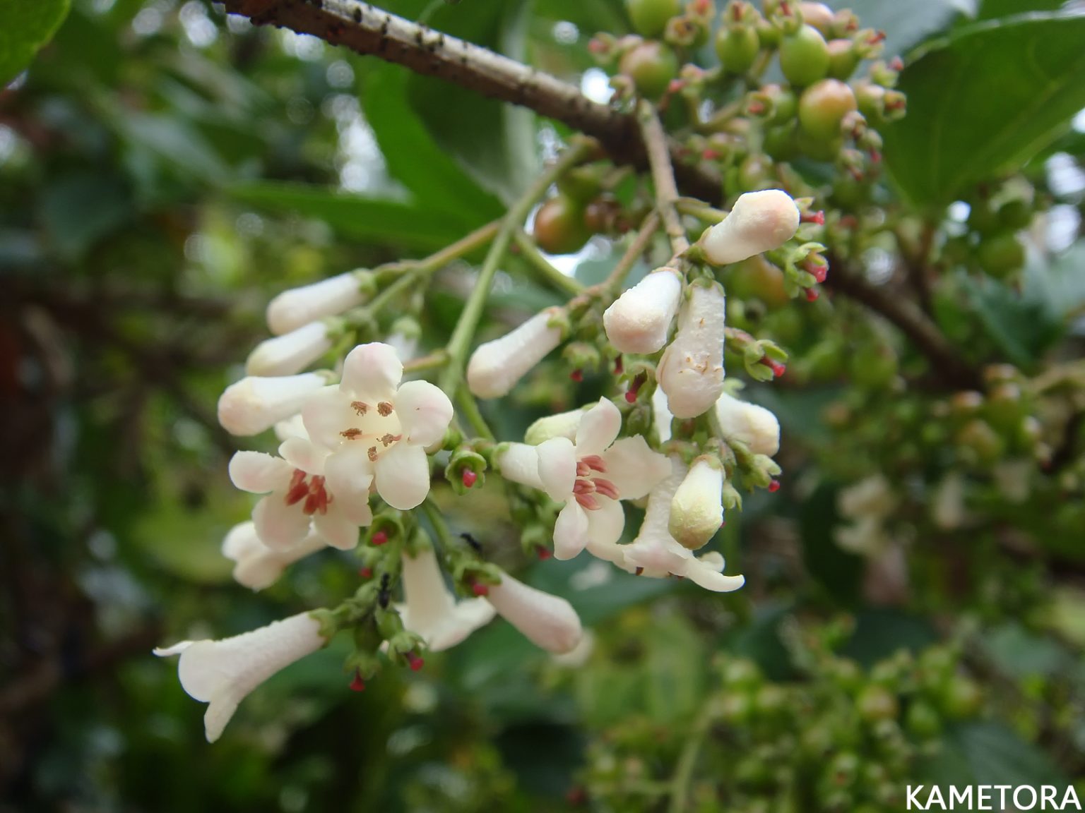 ゴモジュ（胡麻樹）の白い筒状の小花が密集して咲く様子。光沢のある厚い楕円形の葉が特徴。奄美大島の海岸沿いや石灰岩地域の林縁に自生。