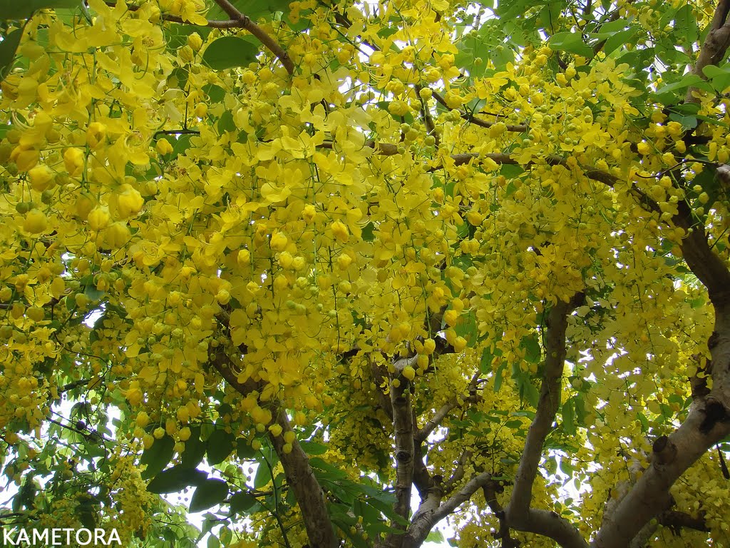 ゴールデンシャワー