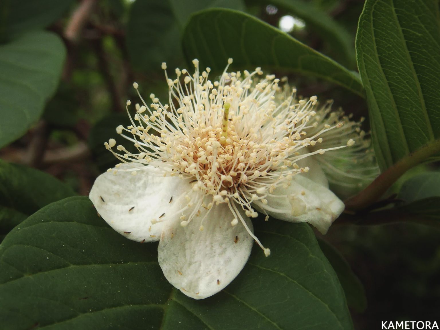 グアバ（ばんしろう）