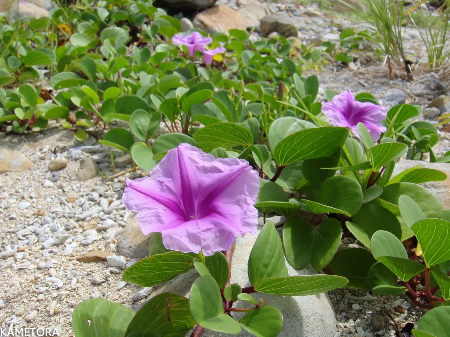 グンバイヒルガオ