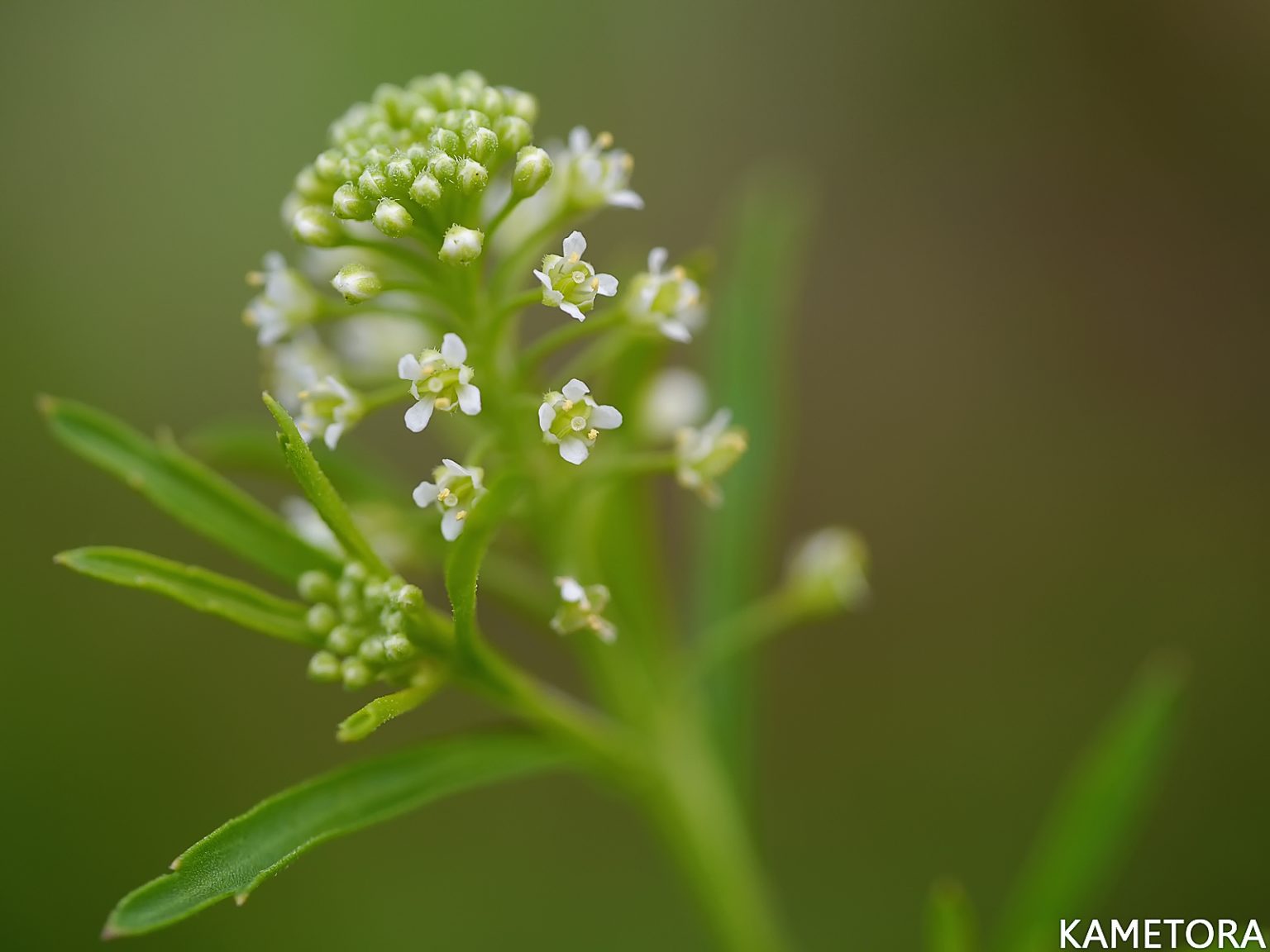 グンバイナズナ