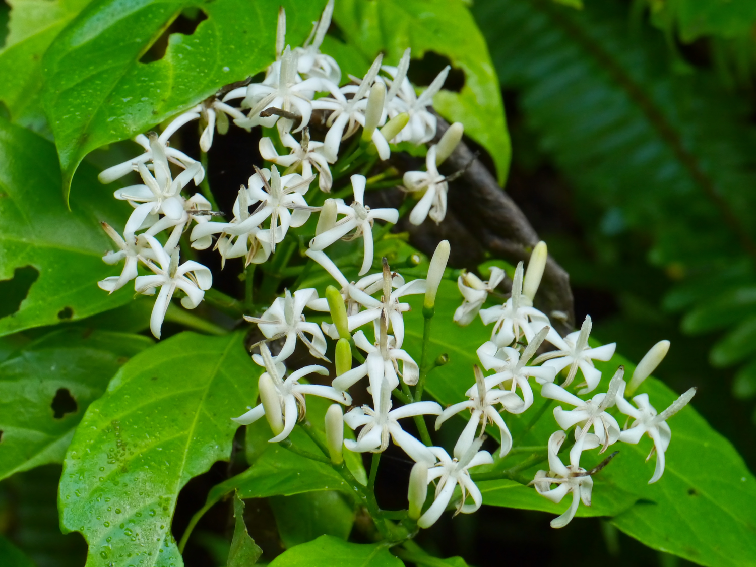 ギョクシンカの白い花。花冠から長く突き出した雌しべの形態的特徴。奄美大島の薄暗い林内での自生環境。