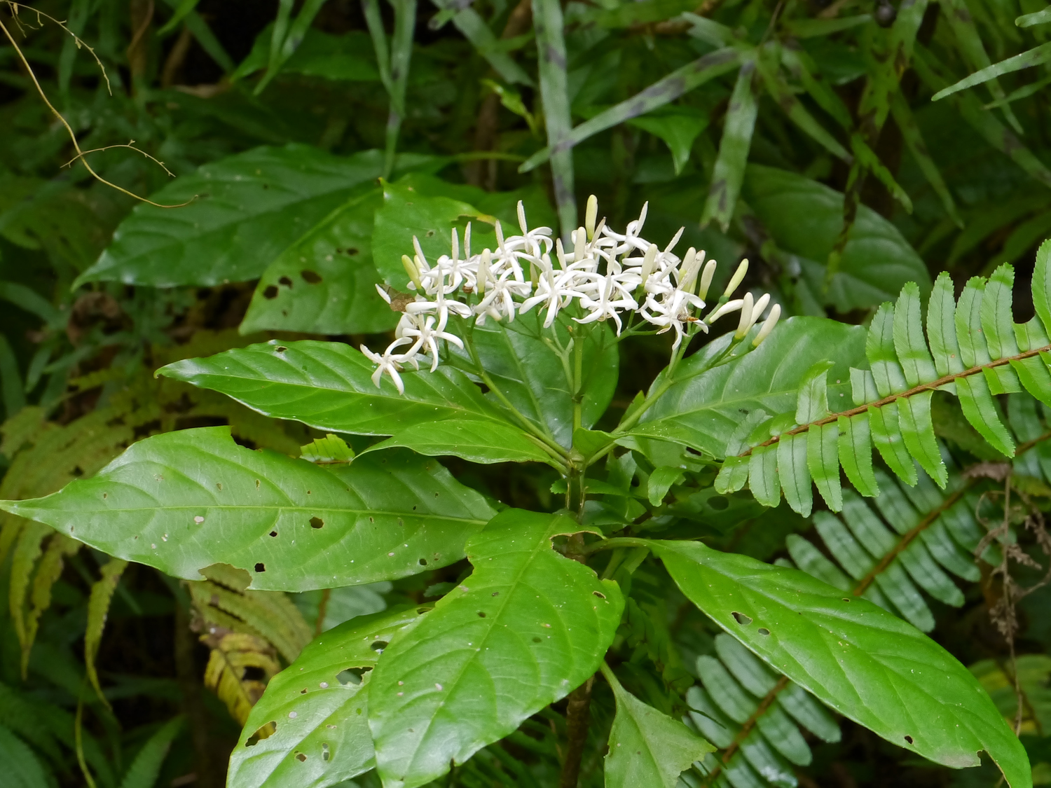 ギョクシンカの白い花。花冠から長く突き出した雌しべの形態的特徴。奄美大島の薄暗い林内での自生環境。