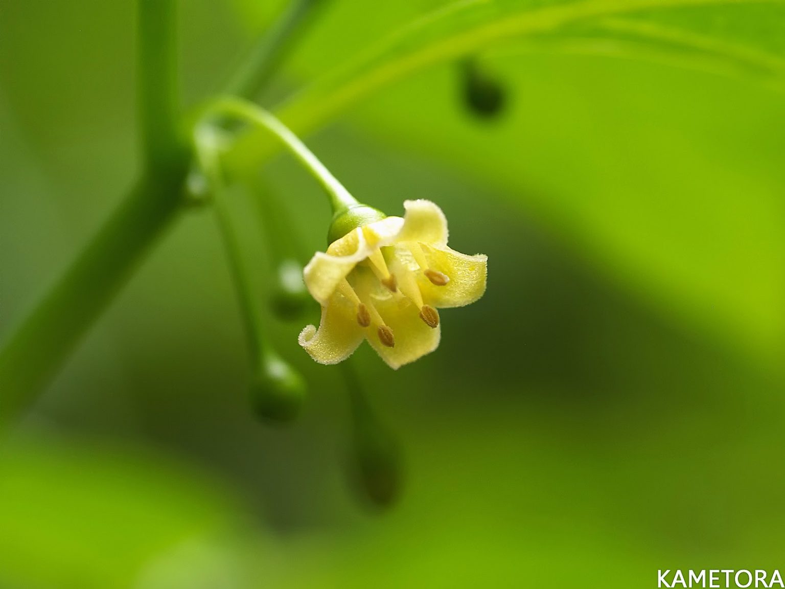 ハダカホオズキ