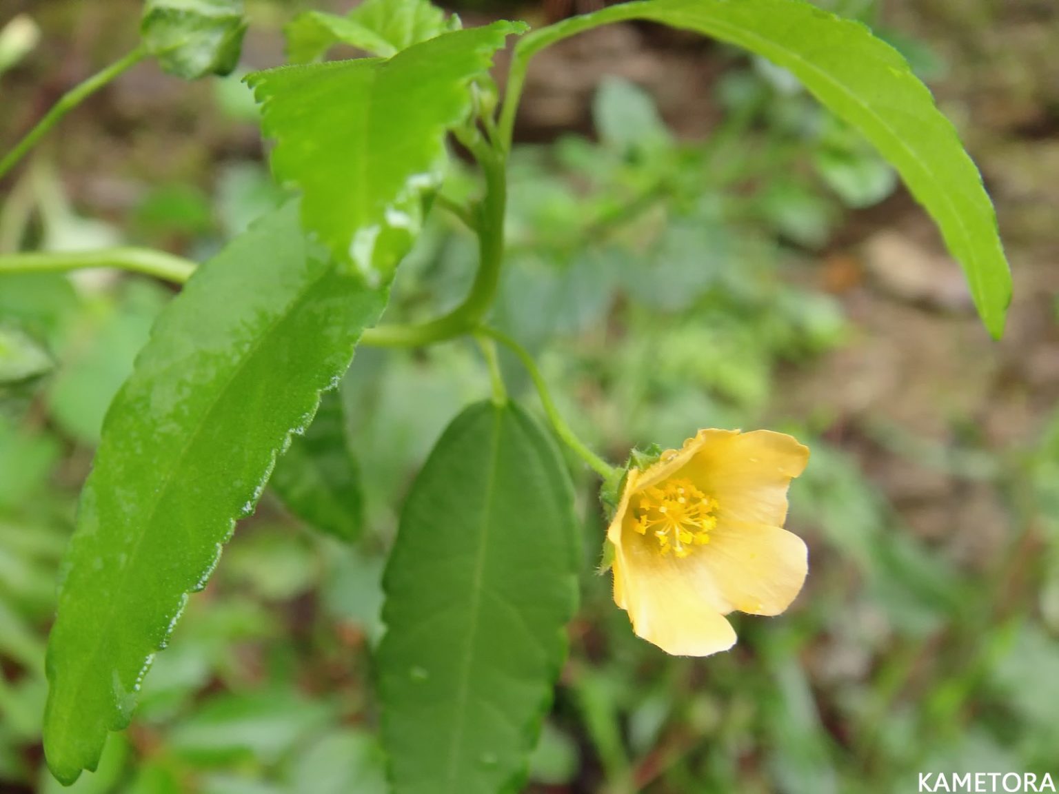 ハイキンゴジカ