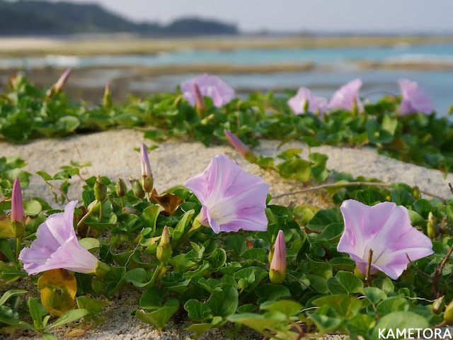 ハマヒルガオ