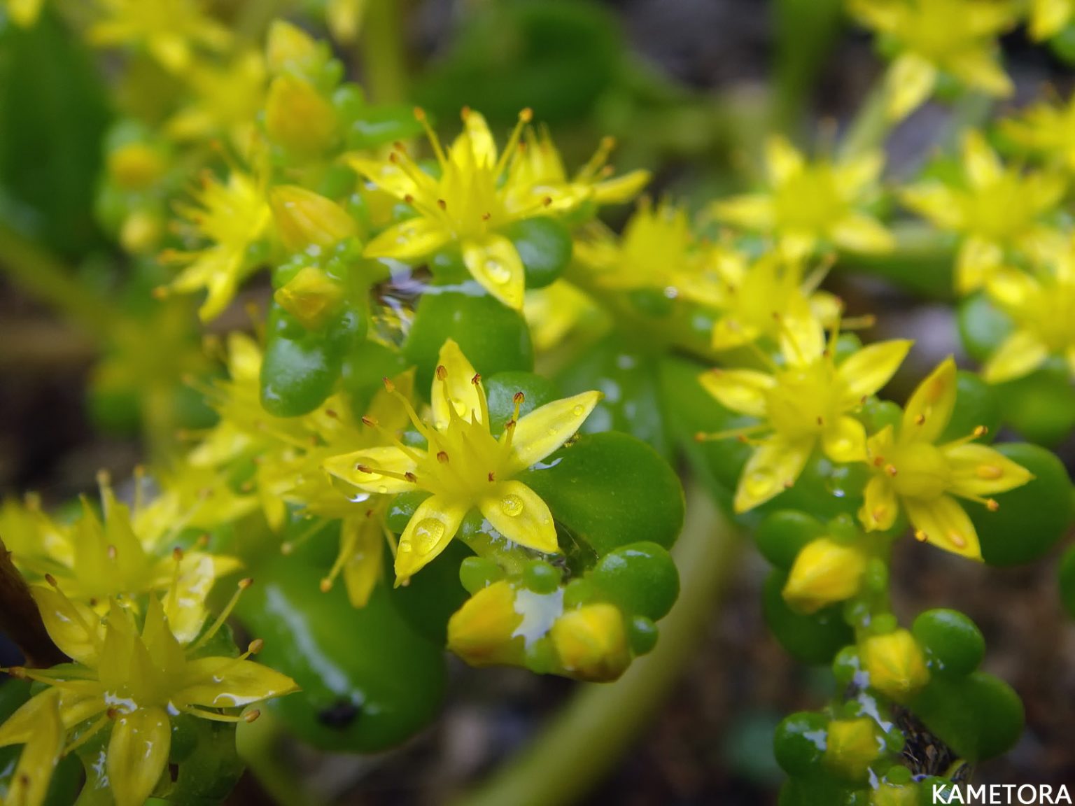 ハママンネングサ