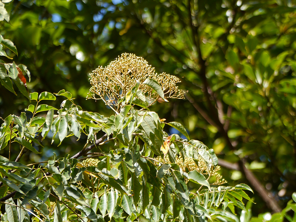 奄美大島・須野ダムのハマセンダンと、晩春から夏に咲く小さな淡色の花