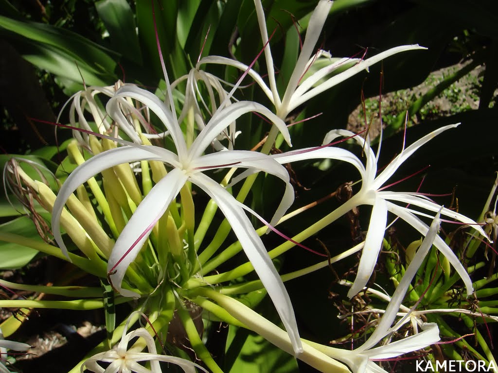 ハマユウ（ハマオモト）