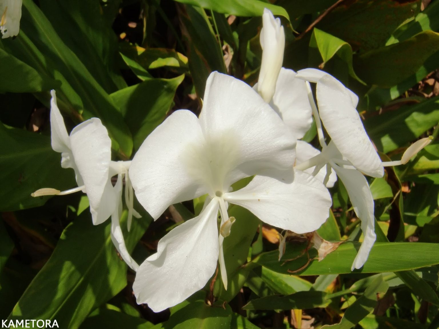 ハナシュクシャ