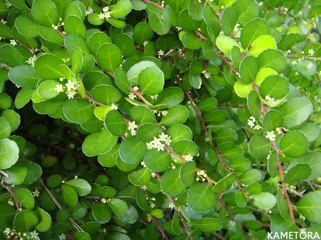 ハリツルマサキ