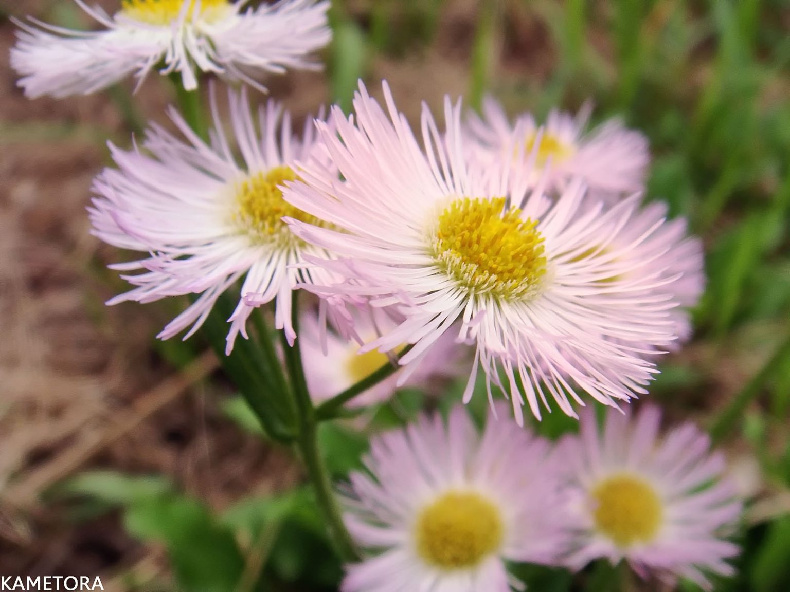 ハルジオン（ハルジョオン）