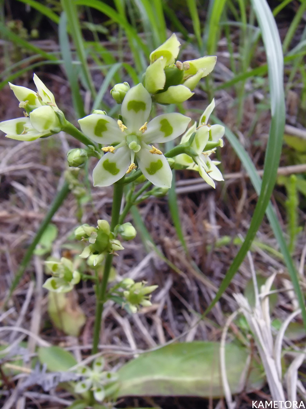 ヘツカリンドウ