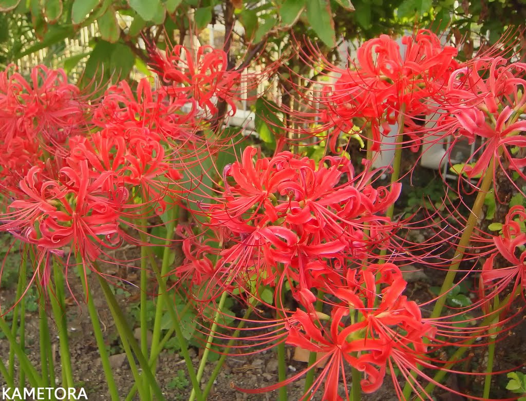 ヒガンバナ（彼岸花）