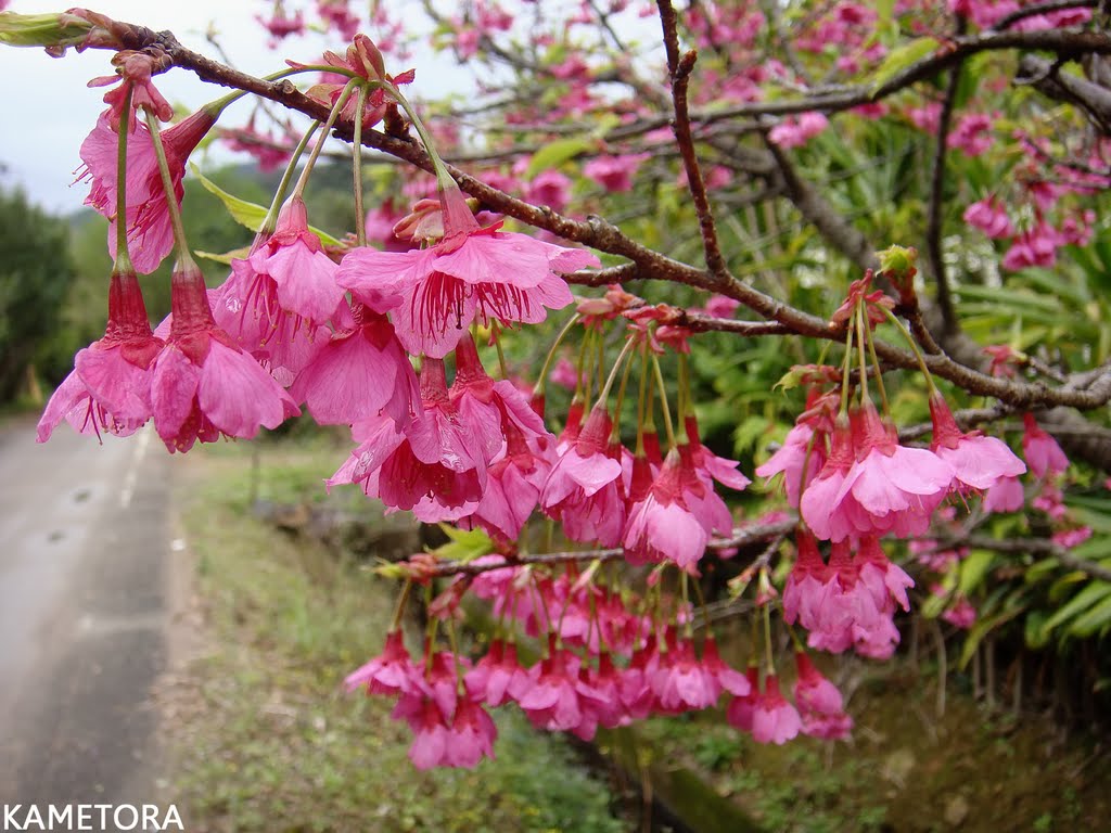 奄美大島の森で、鮮やかな緋色の釣り鐘状の花を下向きに咲かせる緋寒桜（ヒカンザクラ）