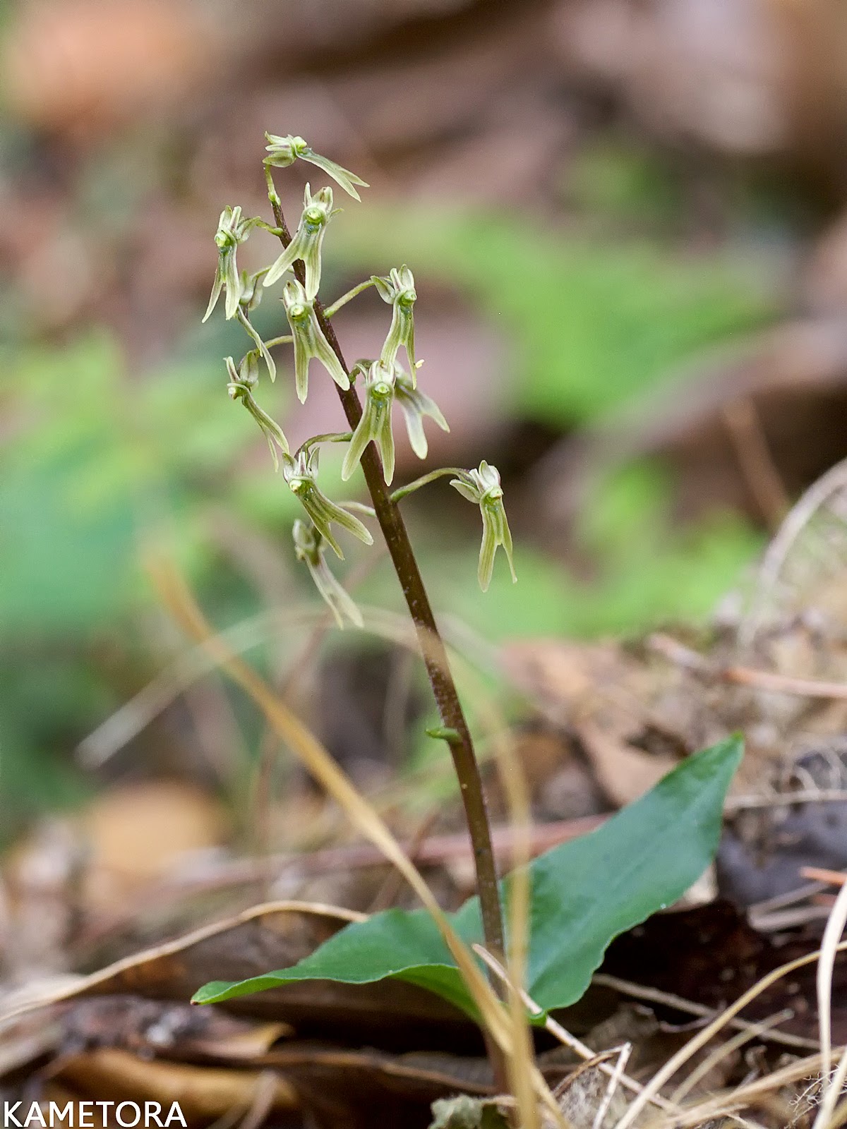 湿った林床でひっそり咲くヒメフタバラン。淡紫褐色で逆Y字形をした独特な花と、対生する2枚の小さな葉が特徴