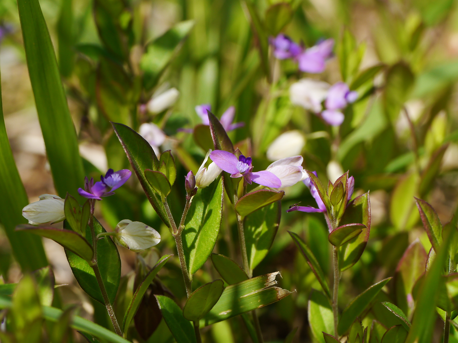 日当たりのよい草地に咲くヒメハギ。花びらのように見える紫色の大きな側萼片と、先端についたサンゴのような白い付属体が特徴的