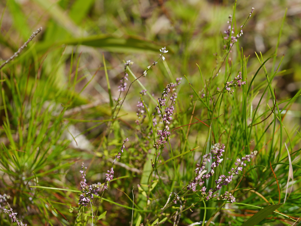 ヒメハギの何か