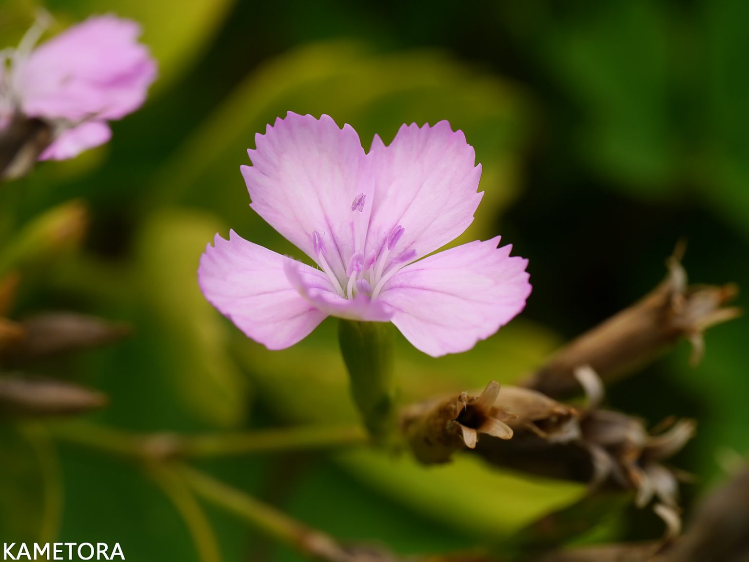 ヒメハマナデシコ