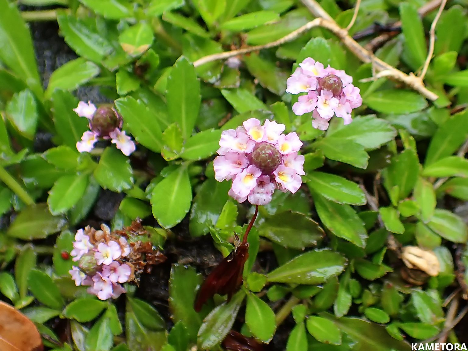 ヒメイワダレソウ