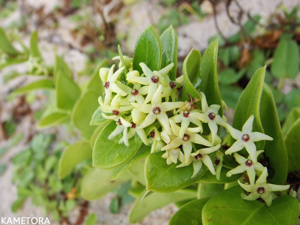 ヒメイヨカズラ