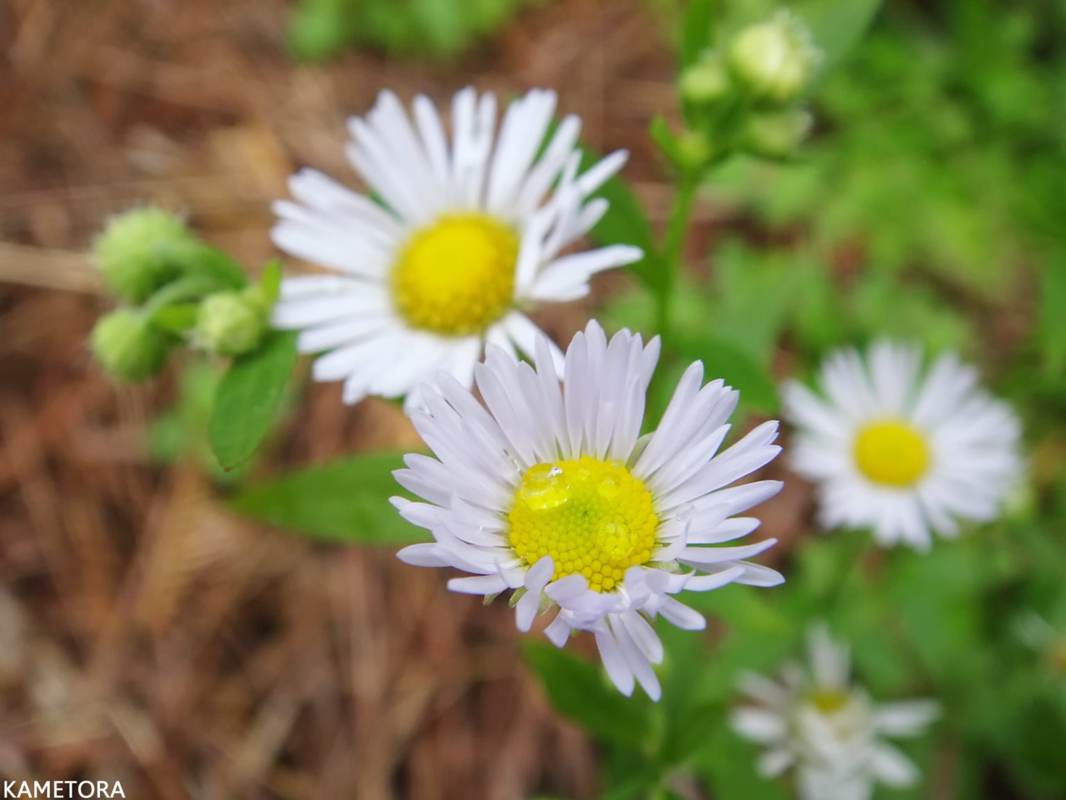 ヒメジオン（ヒメジョオン）