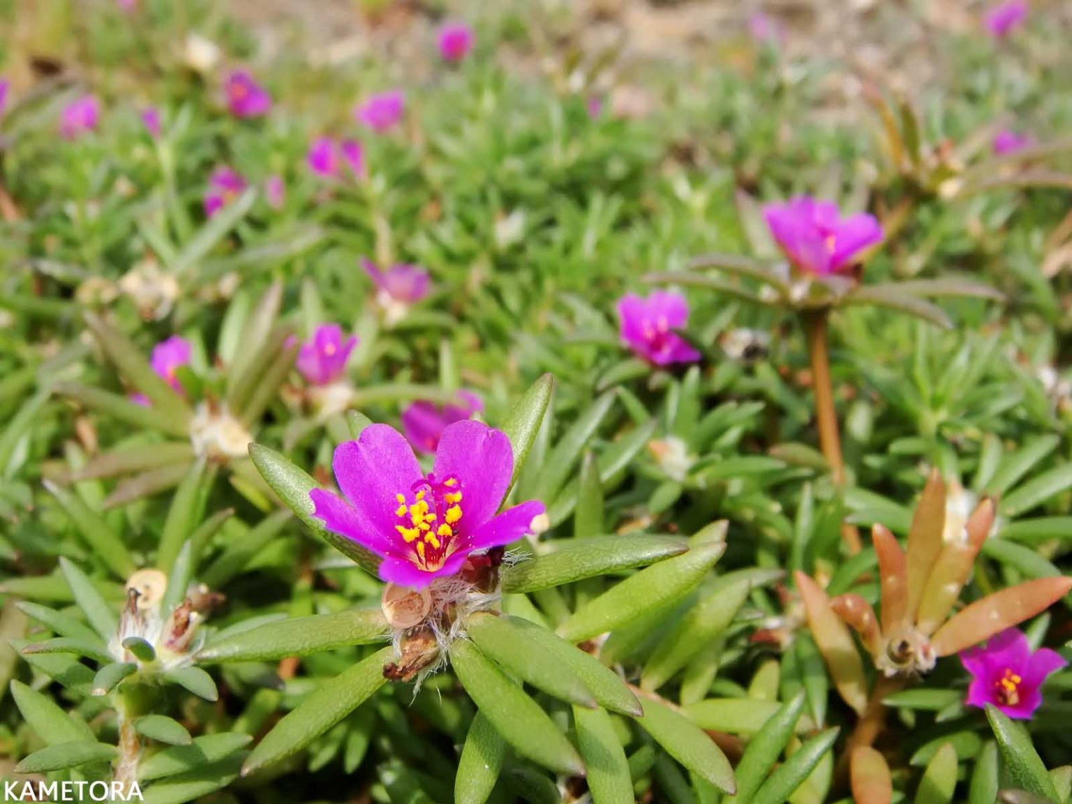 ヒメマツバボタン