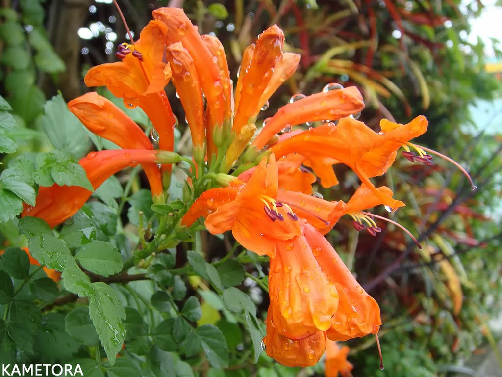 ヒメノウゼンカズラ